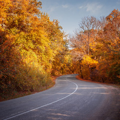 Road in a autumn forest