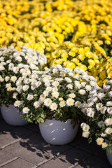 Yellow and white chrysanthemums