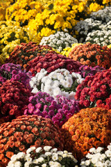 Background of blooming chrysanthemums