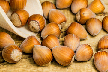 Haselnüsse