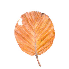 Dry leaf on white background