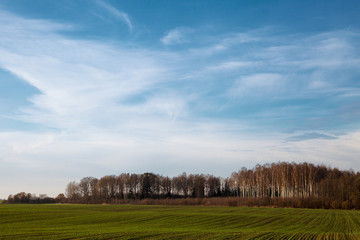 Autumn in wheat field.