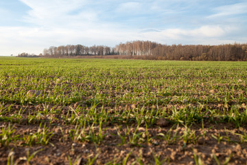 Autumn in wheat field.