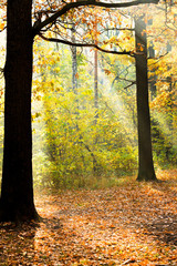 sun lit glade in autumn forest