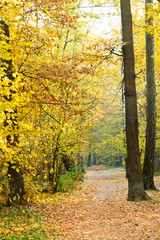 pathway in yellow forest in autumn
