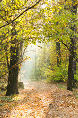 sunlight lit footpath in autumn forest