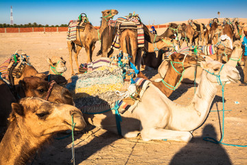 Beduins leading tourists on camels at short tourist tour around © Lukasz Janyst