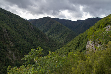 Fototapeta na wymiar Reserva Natural Integral Muniellos, Asturias.