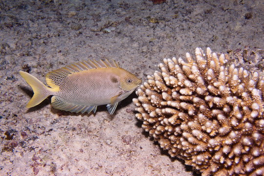 Poisson cordonnier marguerite