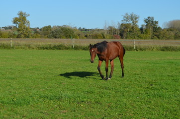 Normandie, terre d'élevage des chevaux