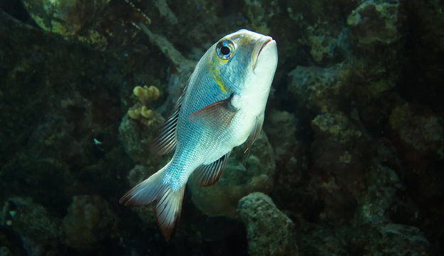 Poisson capitaine