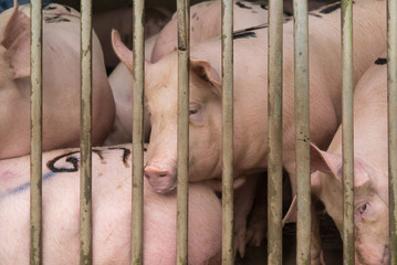 pigs at farm