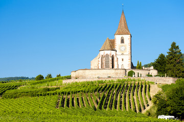 church with vineyard, Hunawihr, Alsace, France