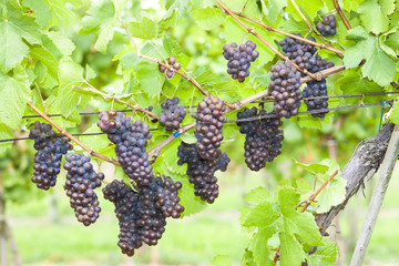 grapes in vineyard (pinot gris), Southern Moravia, Czech Republi