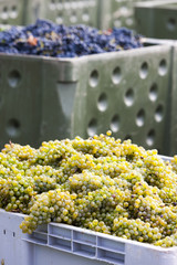wine harvest, Southern Moravia, Czech Republic © Richard Semik
