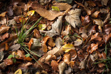 autumn leaves background