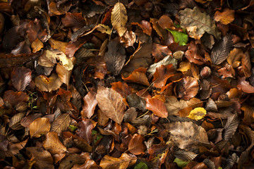 autumn leaves background