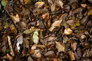 autumn nature background with tan leaves and a coprinus comatus