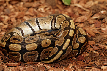Ball Python (Python regius)