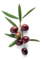 branch of olive tree