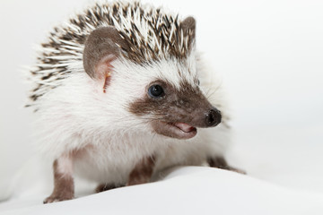 African white- bellied hedgehog
