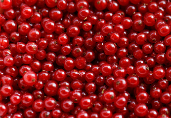 Background red currants