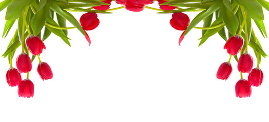 Red tulips isolated on white.  