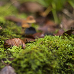 nature background with autum fallen leaves and green moss