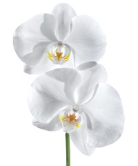 white orchid - wellness of couple concept