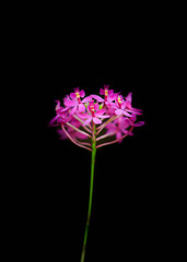 Naklejka premium Flowers in black scene