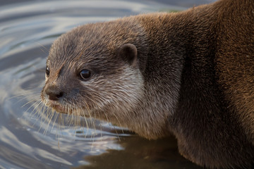 European Otter
