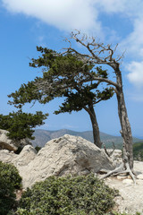 Fototapeta na wymiar Baum auf Monolitos - Rhodos
