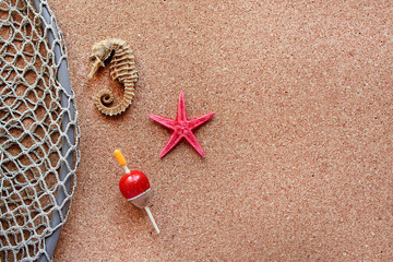 seahorse and starfish