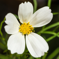 White Cosmos