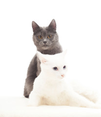lovely gray and white cats on a white background