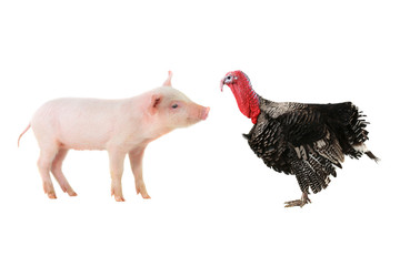 Turkey and pig