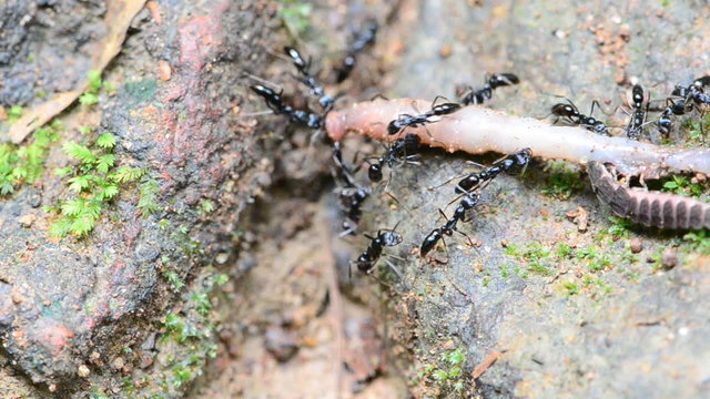 Ants are moving the dead worms to be fed. HD
