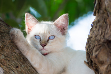 child cat blue eye on tree