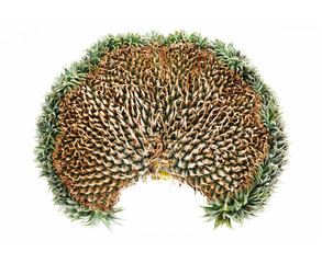 Exotic mutation pineapple