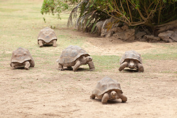 Fototapeta premium tortues géantes, île Rodrigues