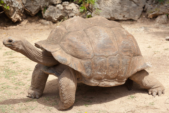 tortue géante d'Aldabra centenaire