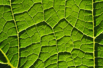 Green leaf fibers close-up background
