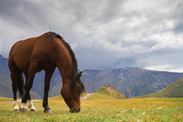 Fototapeta na wymiar Georgia. Horse on the mountain pasture