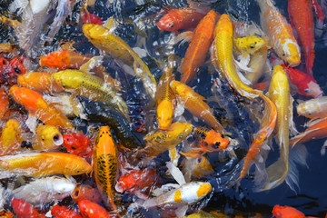 Koi or carp china fish in water