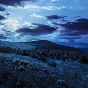 pine forest on a  hill at night