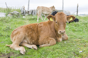 Calf in the Italian Alps (Lessinia).