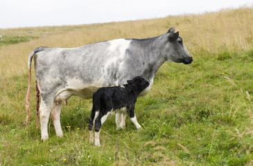 Newly born calf with mother in the Italian Alps (Lessinia).