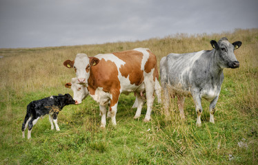 Newly born calf in family group in the Italian Alps (Lessinia).