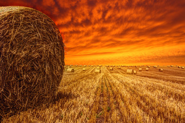 golden field and red sky