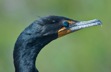 Double-crested Cormorant